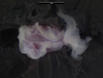 Media type: image;   Herpetology R-189493 Aspect: sulcate